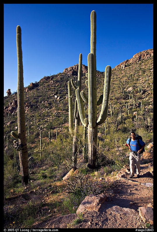 Hiker and saguaro cactus, Hugh Norris Trail. Saguaro  National Park, Arizona, USA.