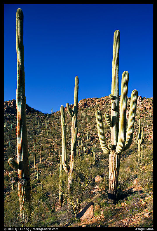 Tall saguaro cactus (scientific name: Carnegiea gigantea), Hugh Norris Trail. Saguaro  National Park, Arizona, USA.