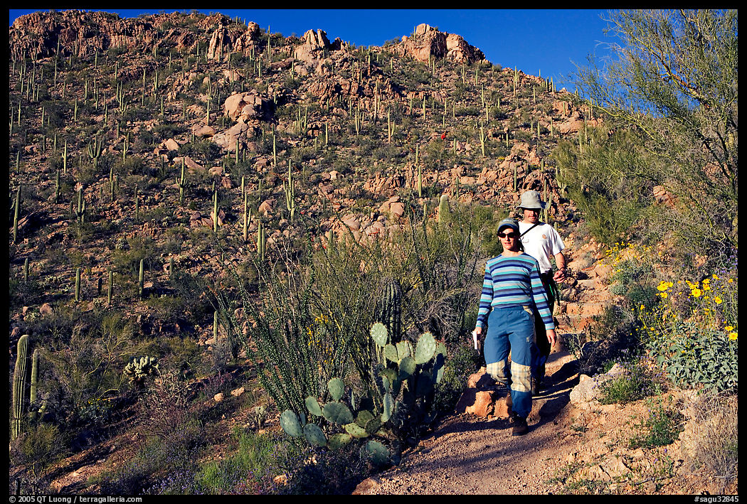 Hiking down Hugh Norris Trail amongst saguaro cactus. Saguaro  National Park, Arizona, USA.