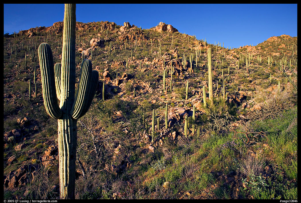 Saguaro cacti on hillside, Hugh Norris Trail, late afternoon. Saguaro  National Park, Arizona, USA.