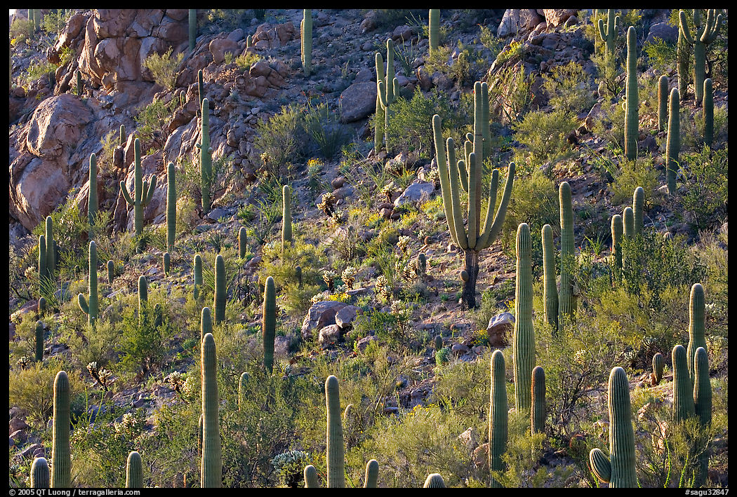 Slope with saguaro cactus forest, Tucson Mountains. Saguaro  National Park, Arizona, USA.