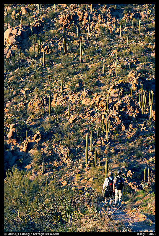 Hikers descending Hugh Norris Trail amongst saguaro cactus, late afternoon. Saguaro  National Park, Arizona, USA.