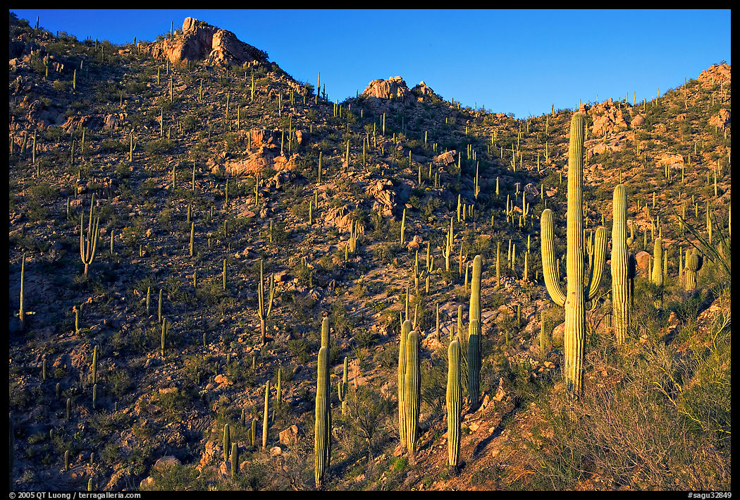 Tall cactus on the slopes of Tucson Mountains, late afternoon. Saguaro  National Park, Arizona, USA.