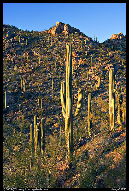 Tall saguaro cactus on the slopes of Tucson Mountains, late afternoon. Saguaro  National Park, Arizona, USA.
