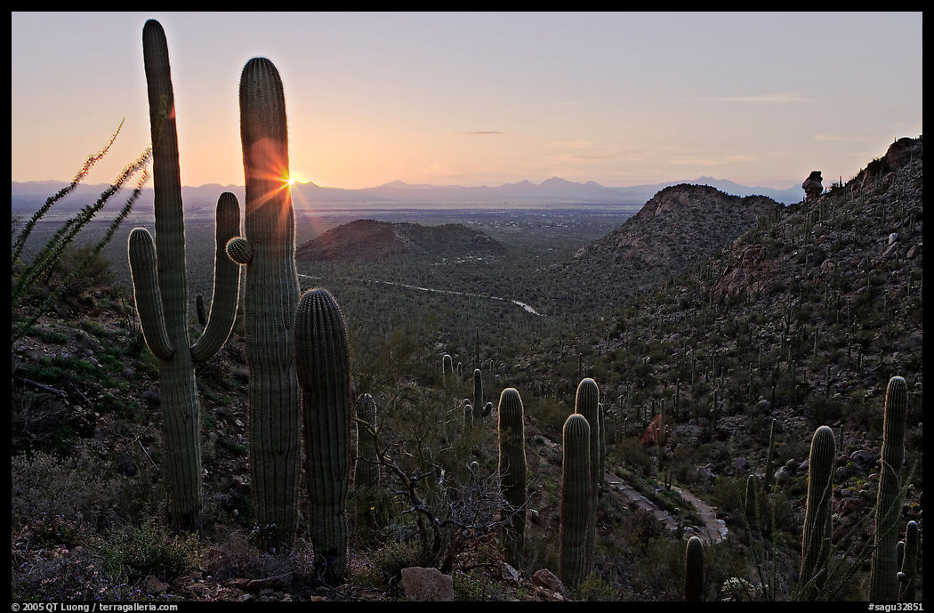 Saguaro cactus at sunset, Hugh Norris Trail. Saguaro  National Park, Arizona, USA.