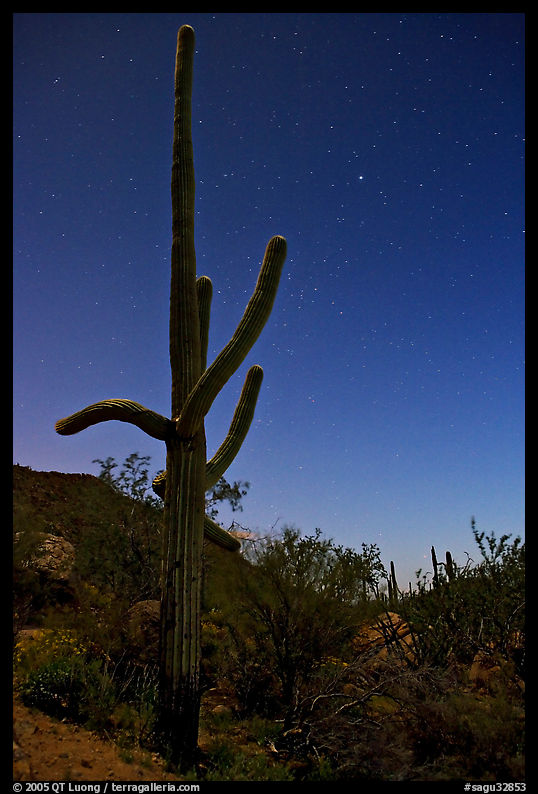 Saguaro cactus at night with stary sky, Tucson Mountains. Saguaro  National Park, Arizona, USA.