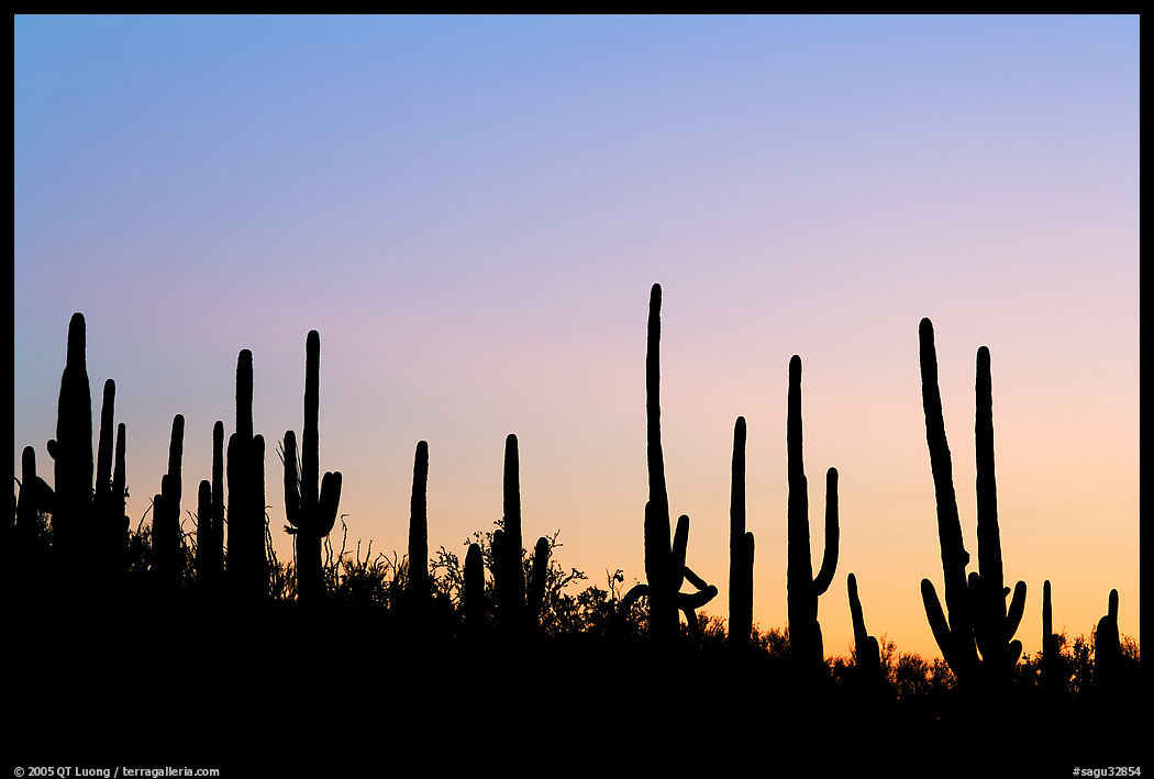 Dense saguaro cactus forest at sunrise near Ez-Kim-In-Zin. Saguaro  National Park, Arizona, USA.