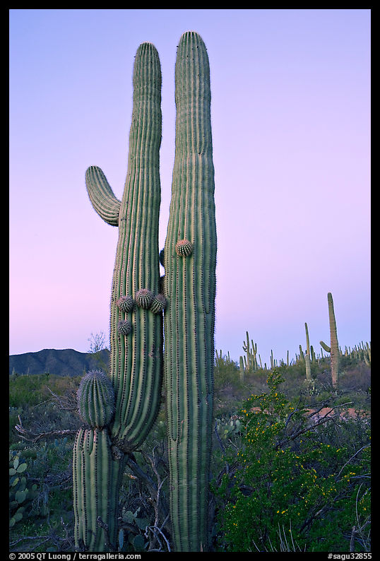 Twin cactus at dawn near Ez-Kim-In-Zin. Saguaro  National Park