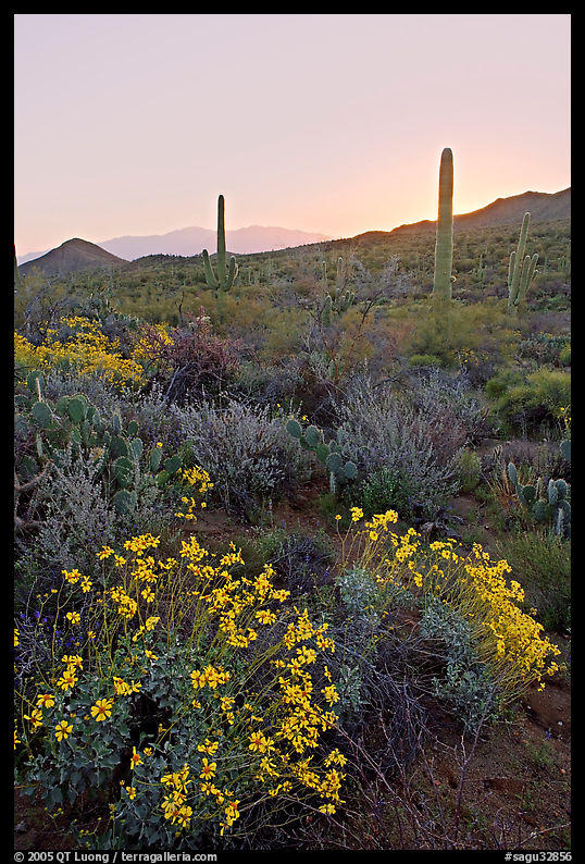 Brittlebush and cactus at sunrise near Ez-Kim-In-Zin. Saguaro  National Park, Arizona, USA.