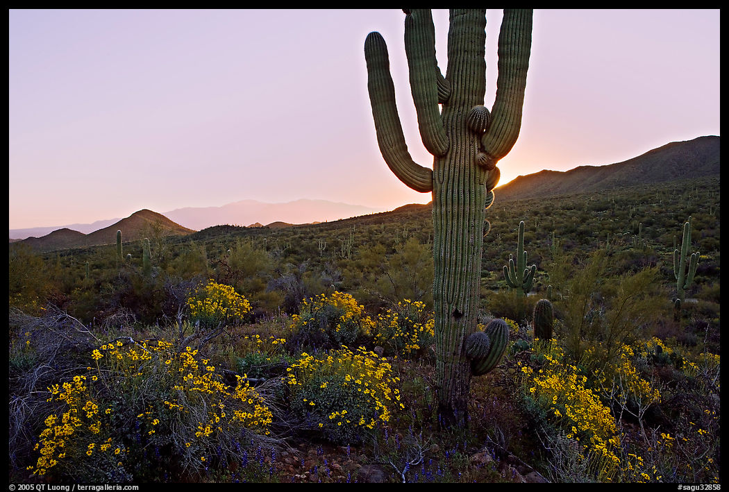 Brittlebush and backlit cactus at sunrise near Ez-Kim-In-Zin. Saguaro  National Park, Arizona, USA.