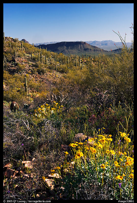 Brittlebush and cactus near Ez-Kim-In-Zin, morning. Saguaro  National Park