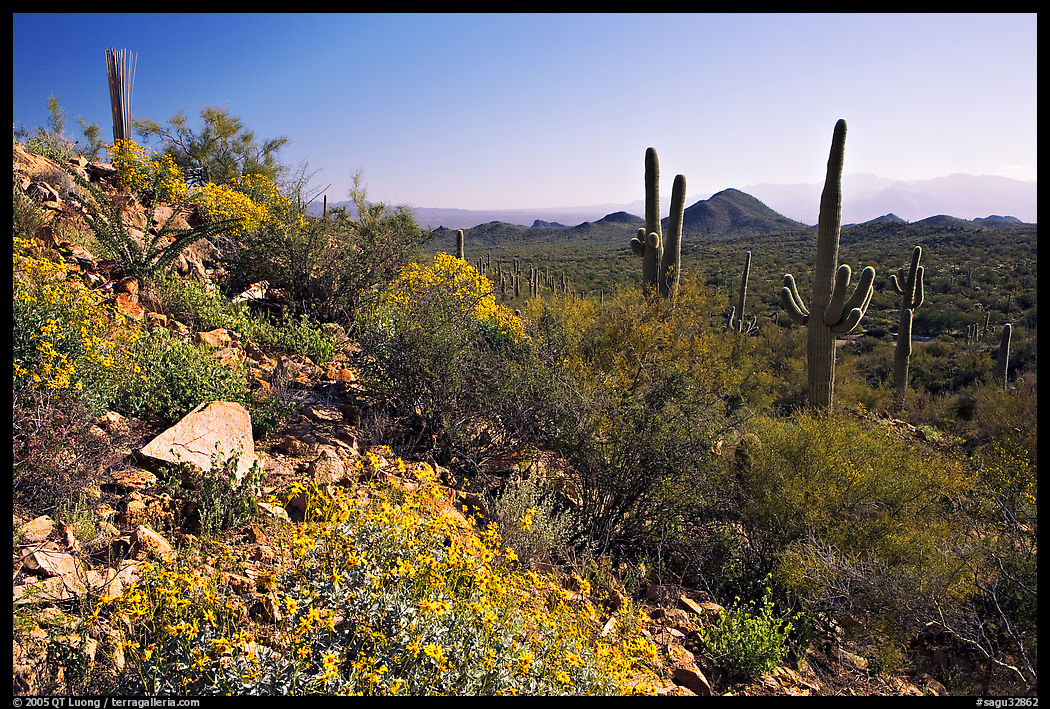 Brittlebush and Saguaro cactus near Ez-Kim-In-Zin, morning. Saguaro  National Park