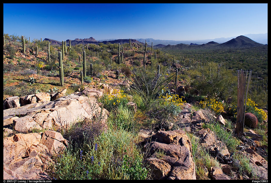 Rocks, flowers and cactus with Panther Peak and Safford Peak in the background. Saguaro  National Park