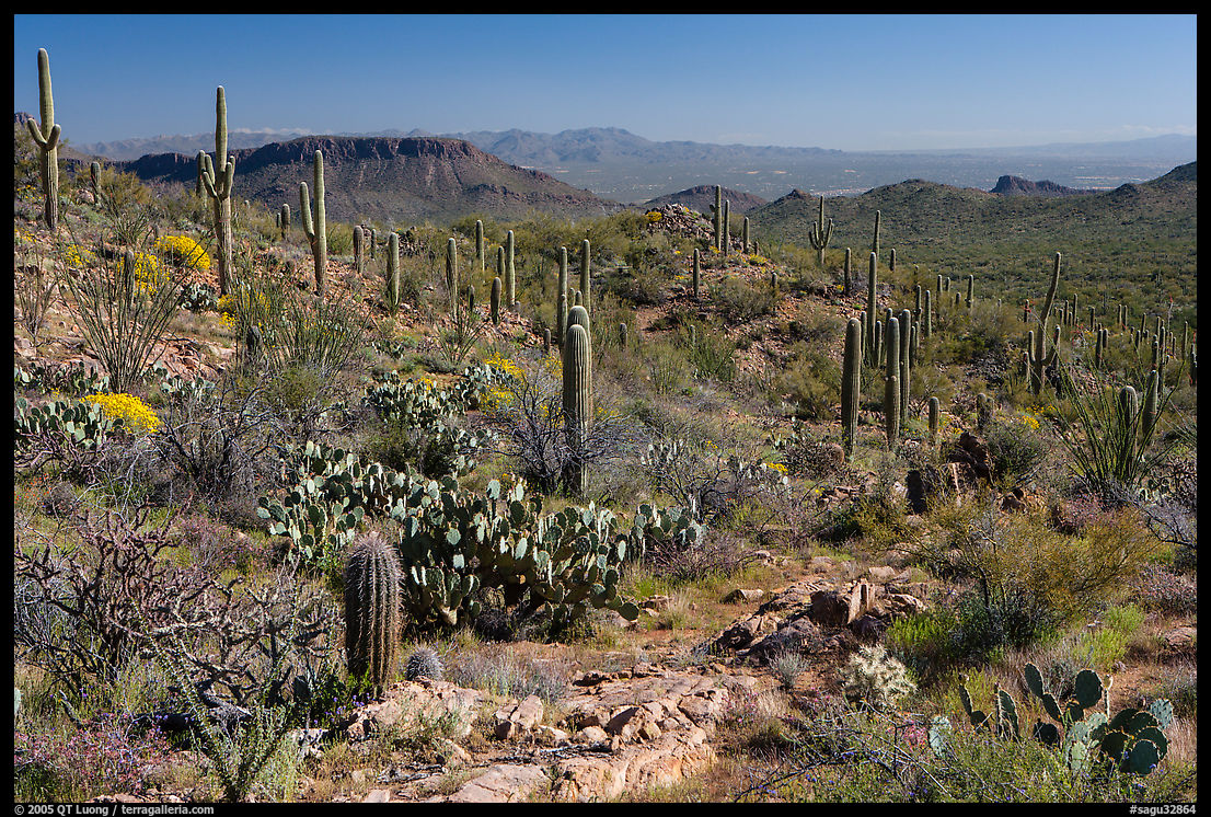 Rocks, flowers and cactus, morning. Saguaro  National Park