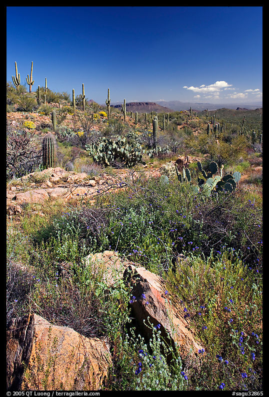 Rocks, flowers and cactus, morning. Saguaro  National Park