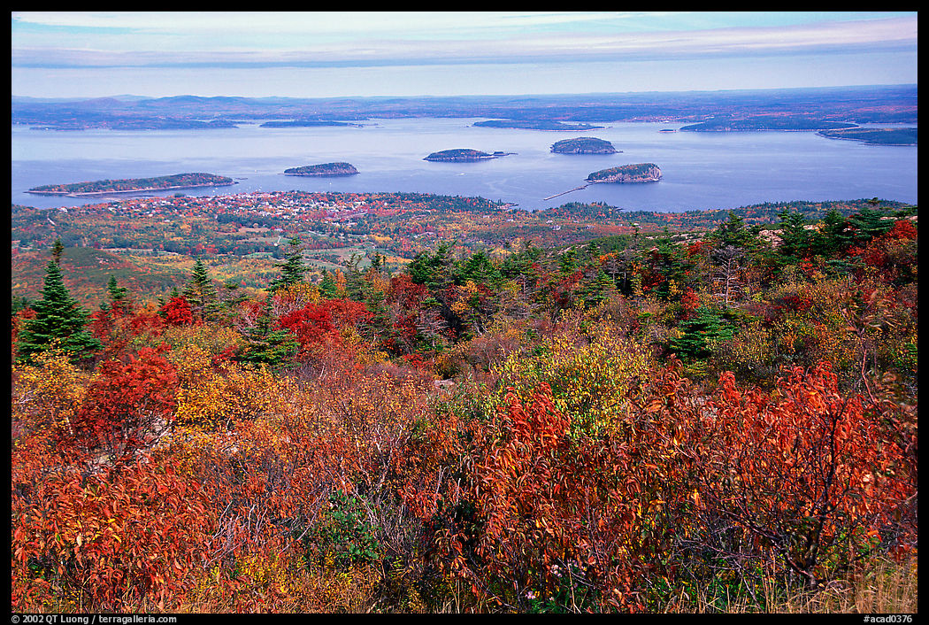 Shrubs and Frenchman Bay from Cadillac mountain. Acadia National Park, Maine, USA.