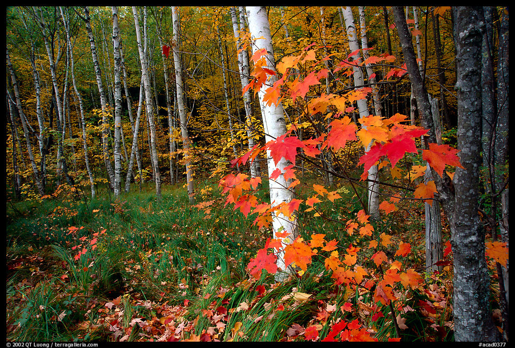 Autumn forest scene with white birch and red maples. Acadia National Park, Maine, USA.