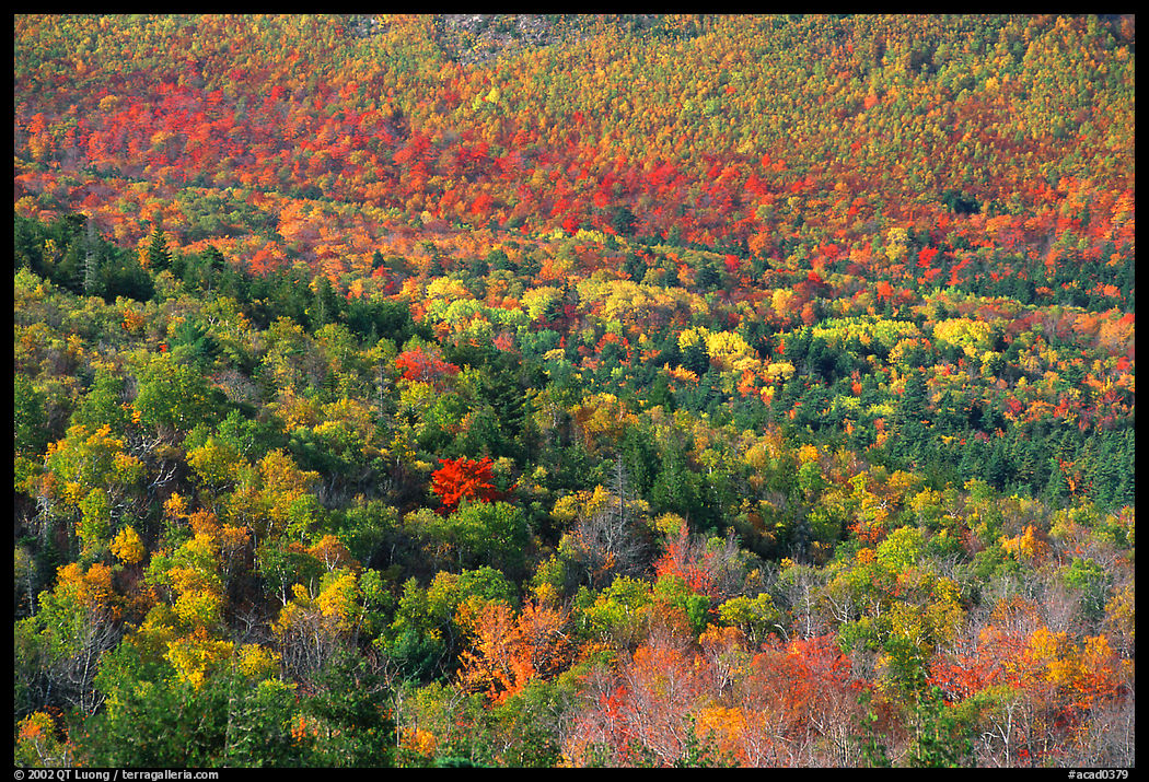 Valley filled  with trees in autumn foliage. Acadia National Park, Maine, USA.