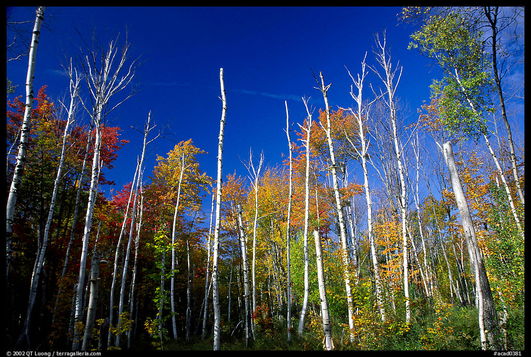 Forest of White birch trees. Acadia National Park, Maine, USA.