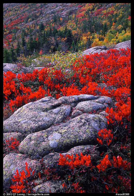 Bright red shrubs and granite slabs on Cadillac mountain. Acadia National Park, Maine, USA.