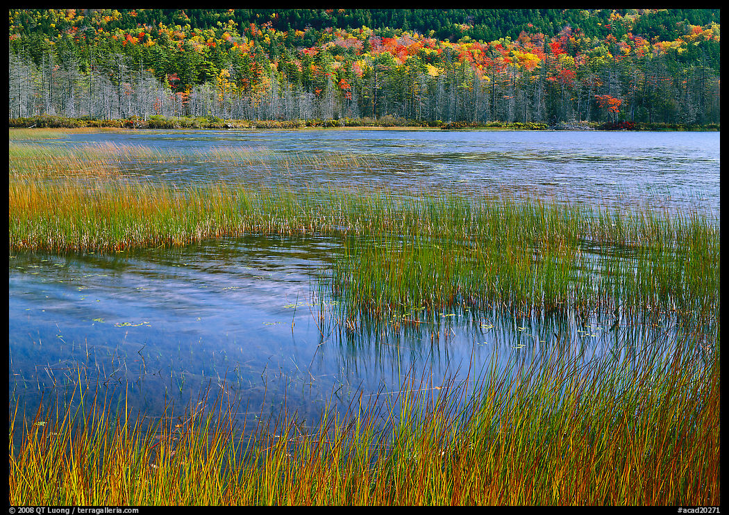 Reeds in pond with trees in fall foliage in the distance. Acadia National Park, Maine, USA.