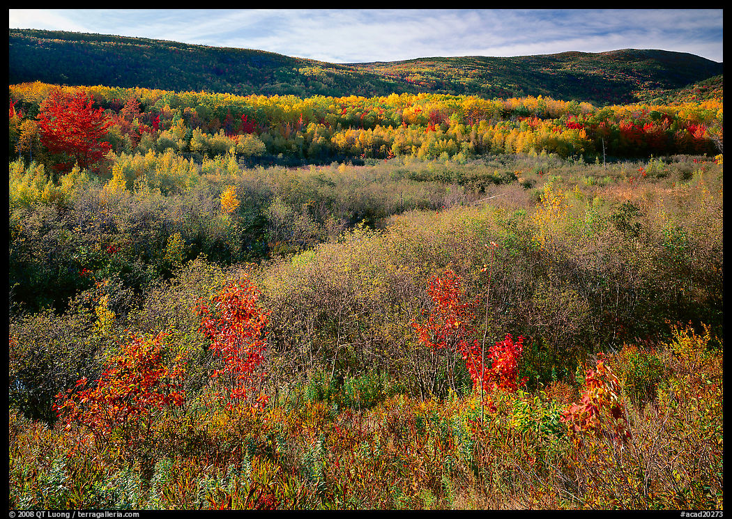 Shrubs, and hills with trees in autumn colors. Acadia National Park, Maine, USA.