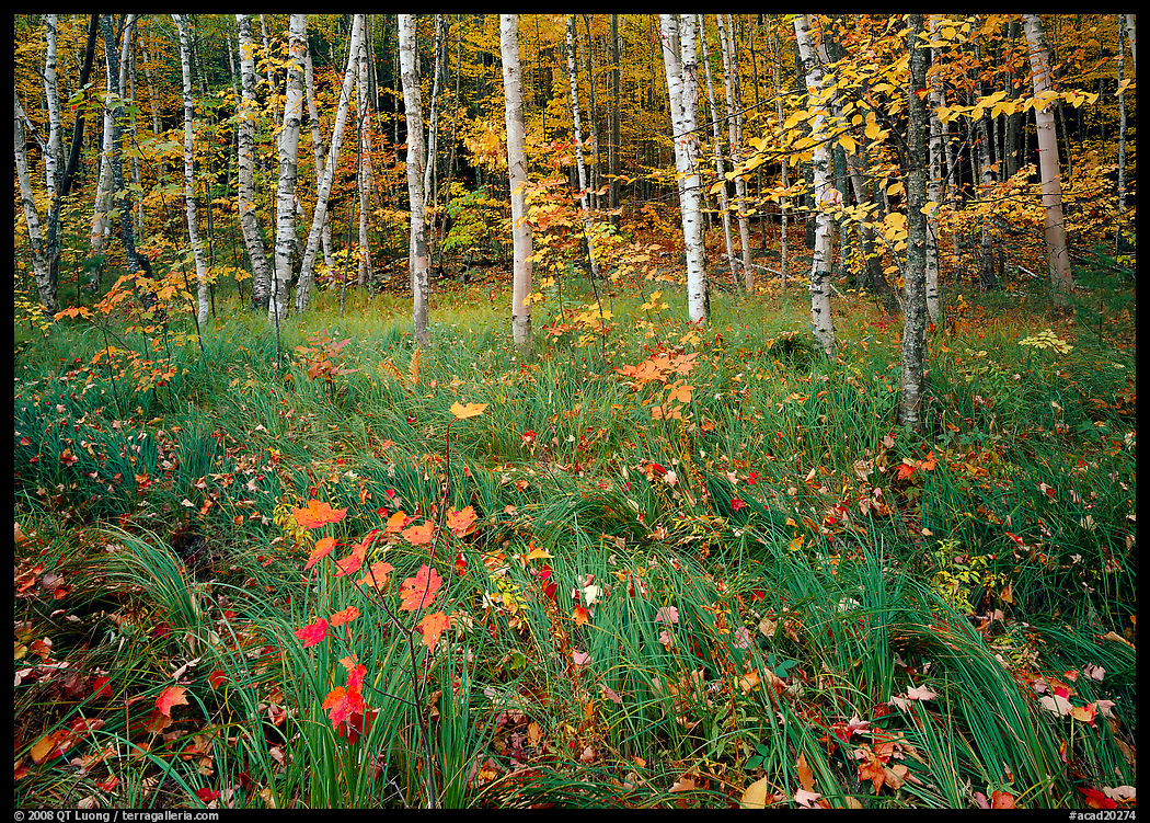 Grasses with fallen leaves and birch forest in autumn. Acadia National Park, Maine, USA.