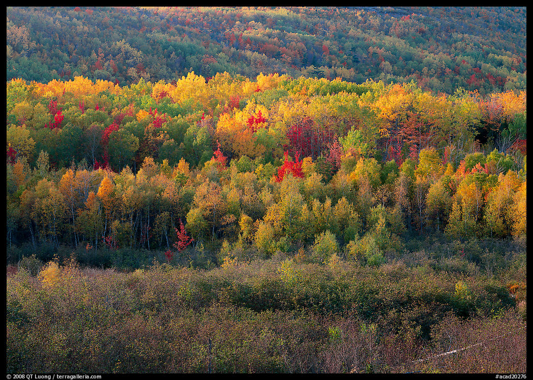 Mosaic of autumn color trees on hillside. Acadia National Park, Maine, USA.