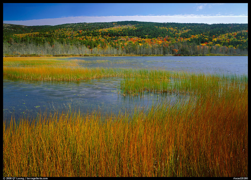 Reeds, pond, and hill with fall color. Acadia National Park, Maine, USA.
