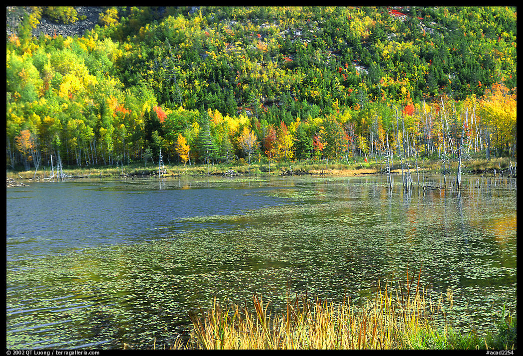 Pond and autumn colors. Acadia National Park, Maine, USA.