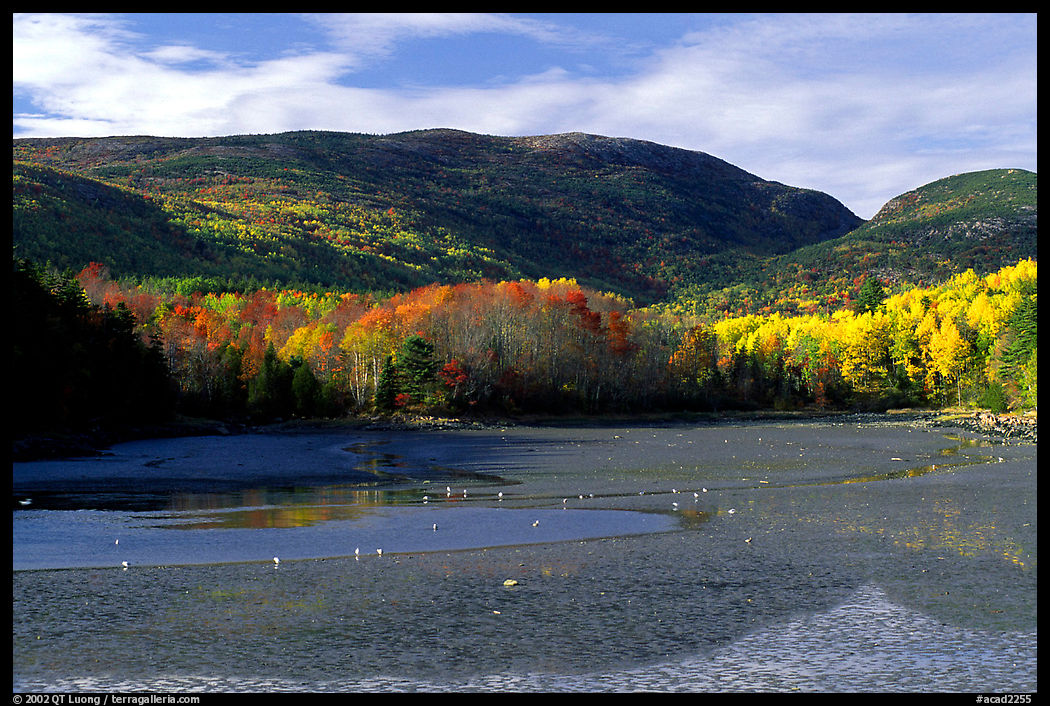 Otter Cove at low tide looking at Cadillac Mountain and Dorr Mountain. Acadia National Park, Maine, USA.