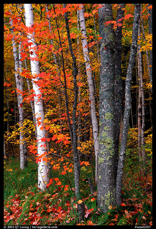 Bouquet of trees in fall colors. Acadia National Park, Maine, USA.