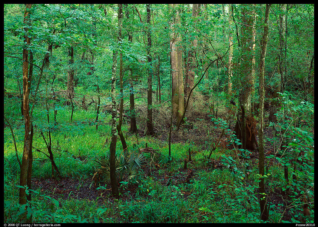 New undercanopy growth in summer. Congaree National Park, South Carolina, USA.