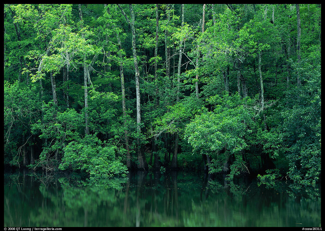 Trees reflected in pond in summer. Congaree National Park, South Carolina, USA.