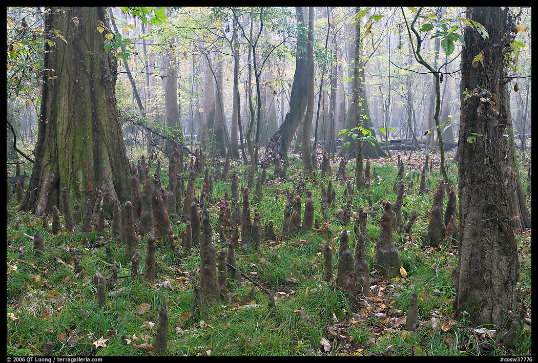 Cypress knees in misty forest. Congaree National Park, South Carolina, USA.