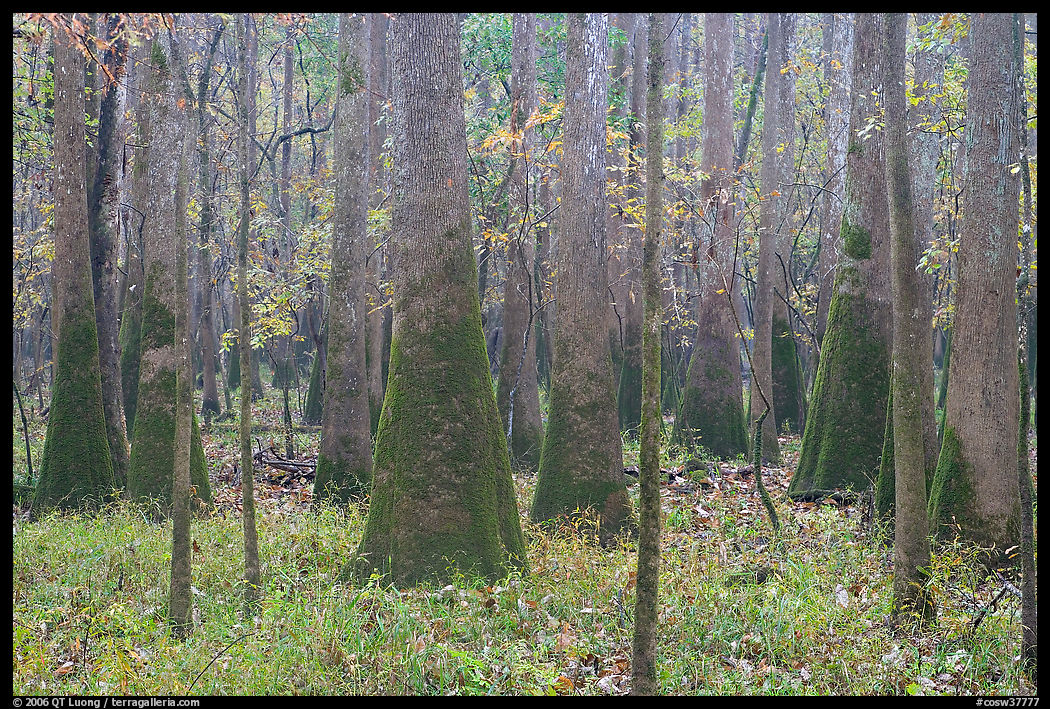 Cypress and tupelo floodplain forest in rainy weather. Congaree National Park, South Carolina, USA.