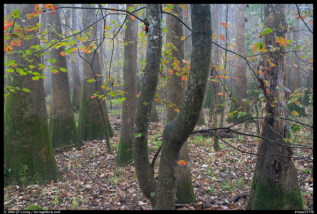 Maple in fall color growing amongst cypress and tupelo. Congaree National Park, South Carolina, USA.
