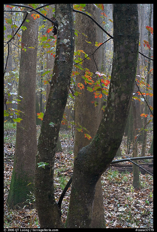 Maple leaves in fall color and floodplain trees. Congaree National Park, South Carolina, USA.