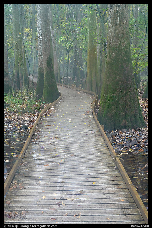 Low boardwalk in misty weather. Congaree National Park, South Carolina, USA.
