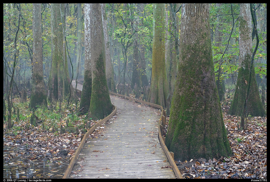 Boardwalk snaking between giant cypress trees in misty weather. Congaree National Park, South Carolina, USA.