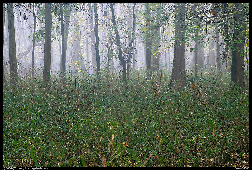 Bamboo and forest in fog. Congaree National Park, South Carolina, USA.