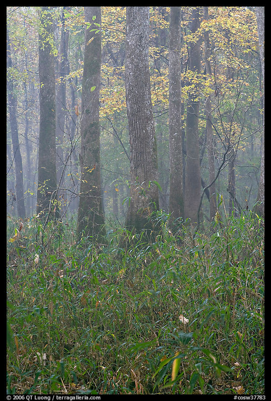 Bamboo and floodplain trees in fall color. Congaree National Park