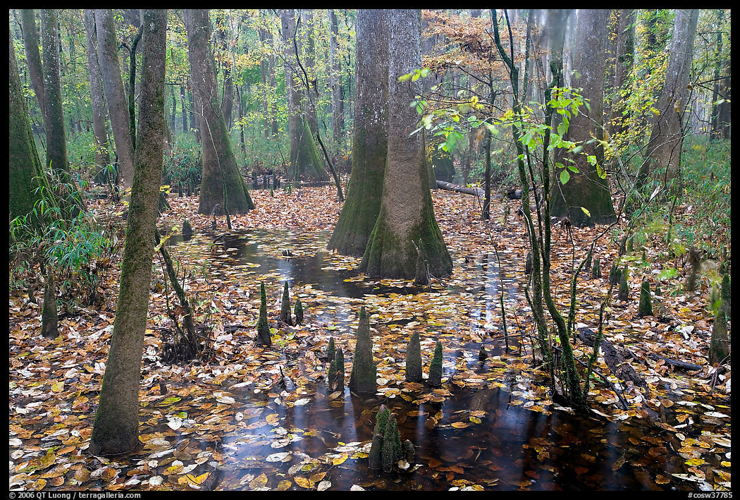 Cypress and knees in slough with fallen leaves. Congaree National Park, South Carolina, USA.