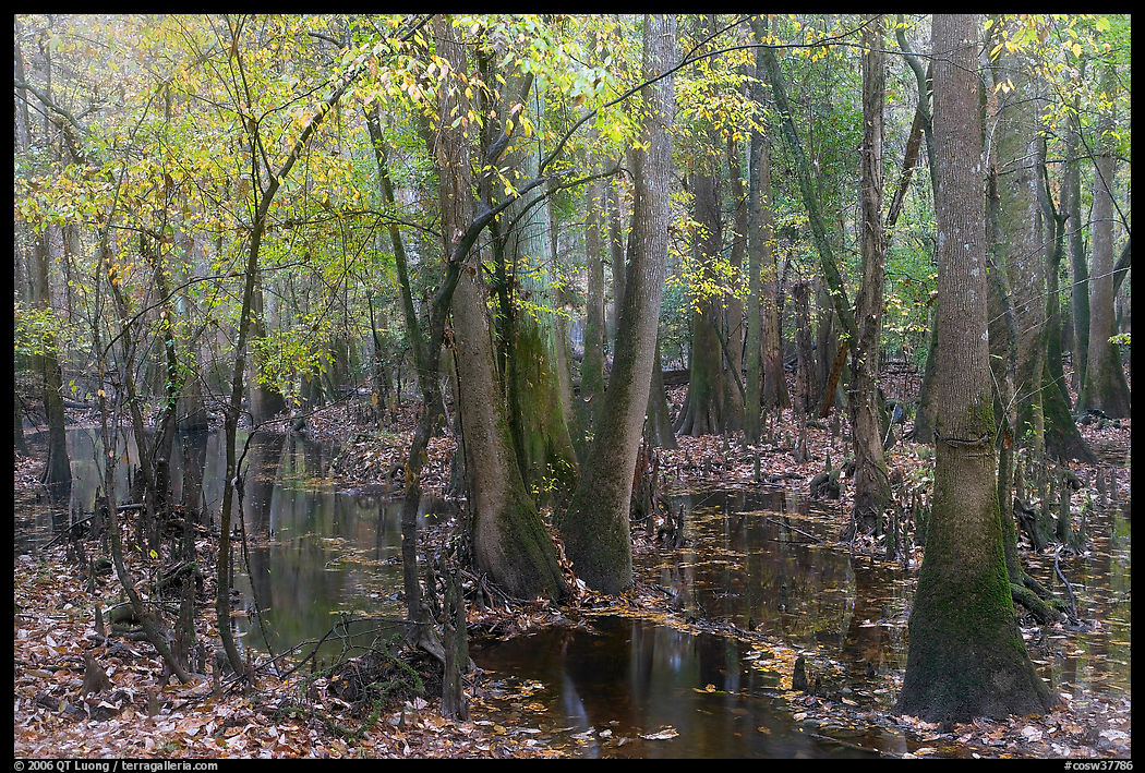 Flooded forest with fall color. Congaree National Park, South Carolina, USA.