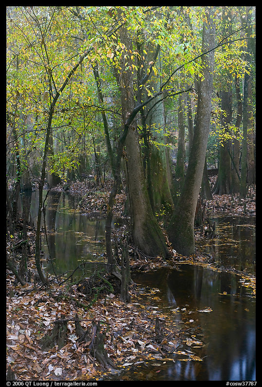Trees with fall color in slough. Congaree National Park, South Carolina, USA.