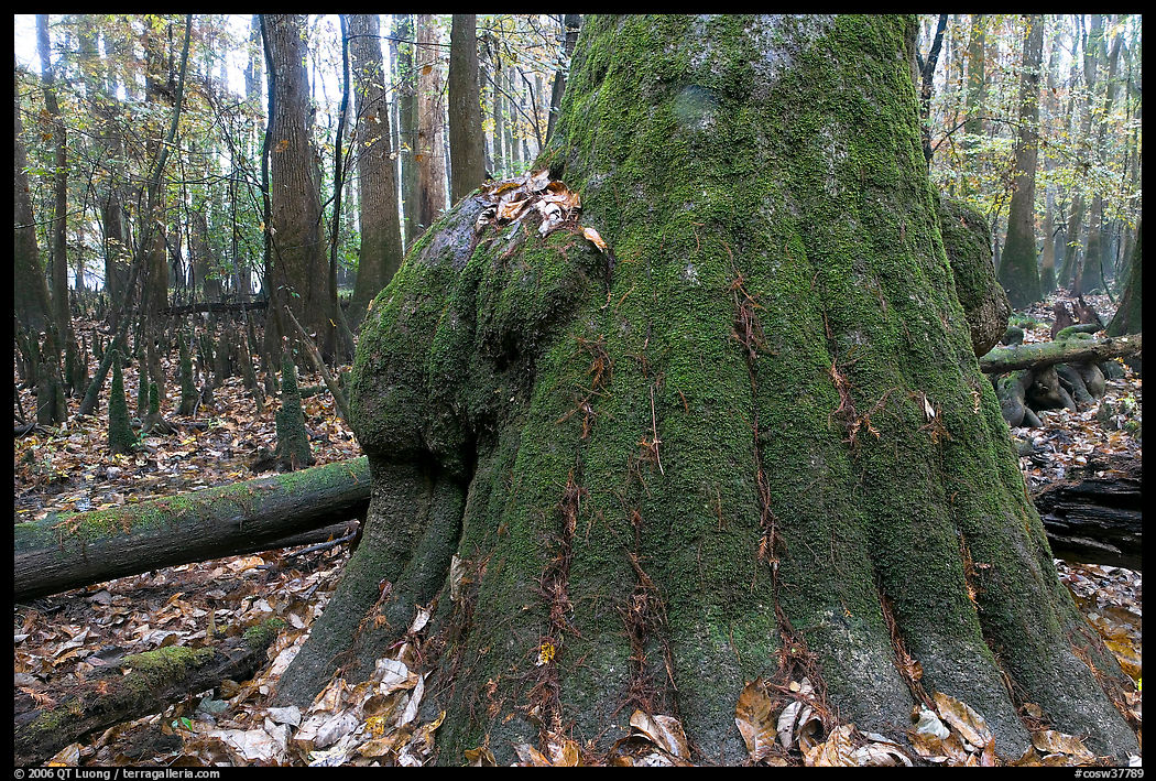 Base of giant bald cypress tree with burl. Congaree National Park, South Carolina, USA.
