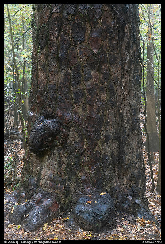Base of giant loblolly pine tree. Congaree National Park, South Carolina, USA.