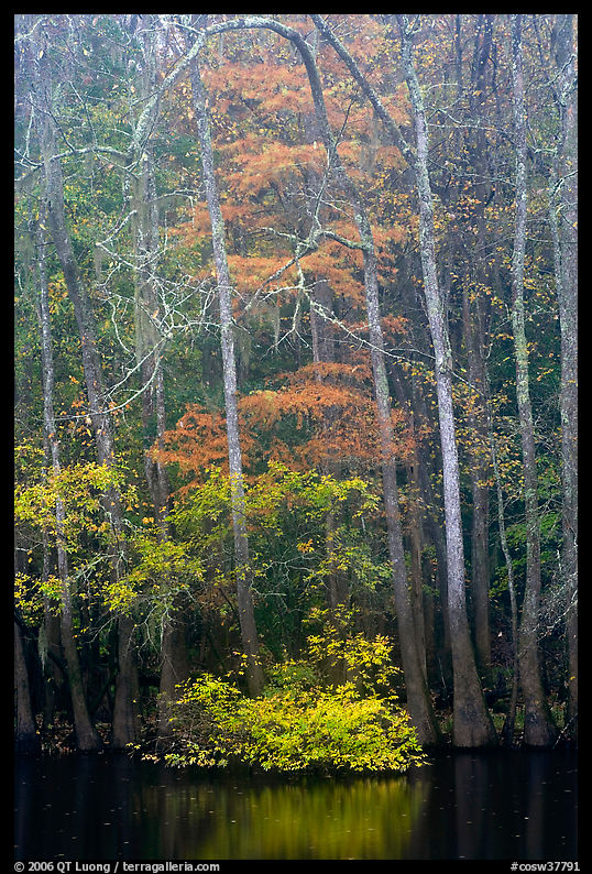 Fall colors at the edge of Weston Lake. Congaree National Park, South Carolina, USA.