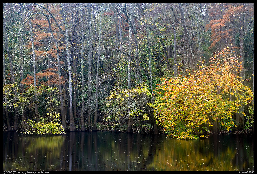 Cypress trees and autumn colors, Weston Lake. Congaree National Park, South Carolina, USA.