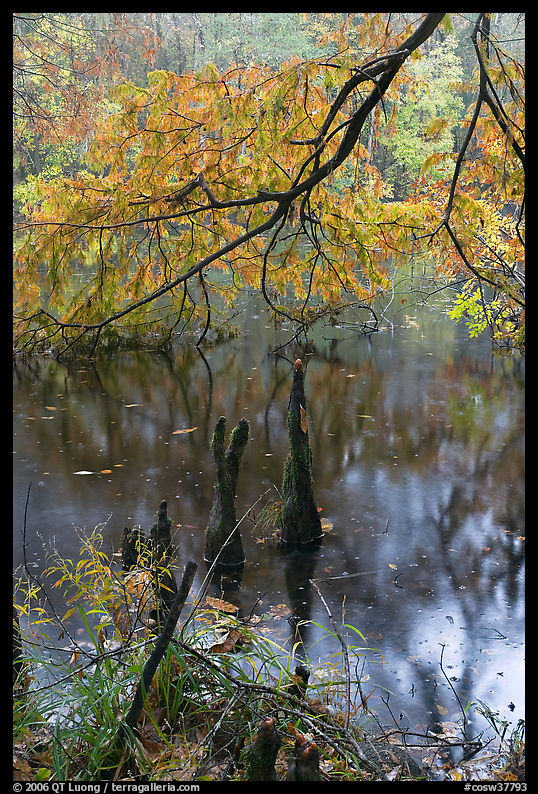 Branch of cypress in fall color overhanging above Weston Lake. Congaree National Park, South Carolina, USA.
